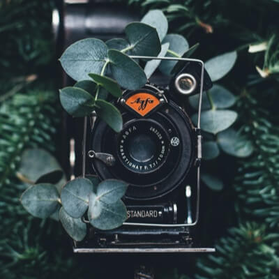 An artistic picture of a camera covered by some green leaves